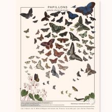 Planche Papillons (60 x 80 cm)  par les jolies planches