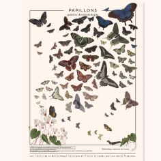 Planche Papillons (60 x 80 cm)