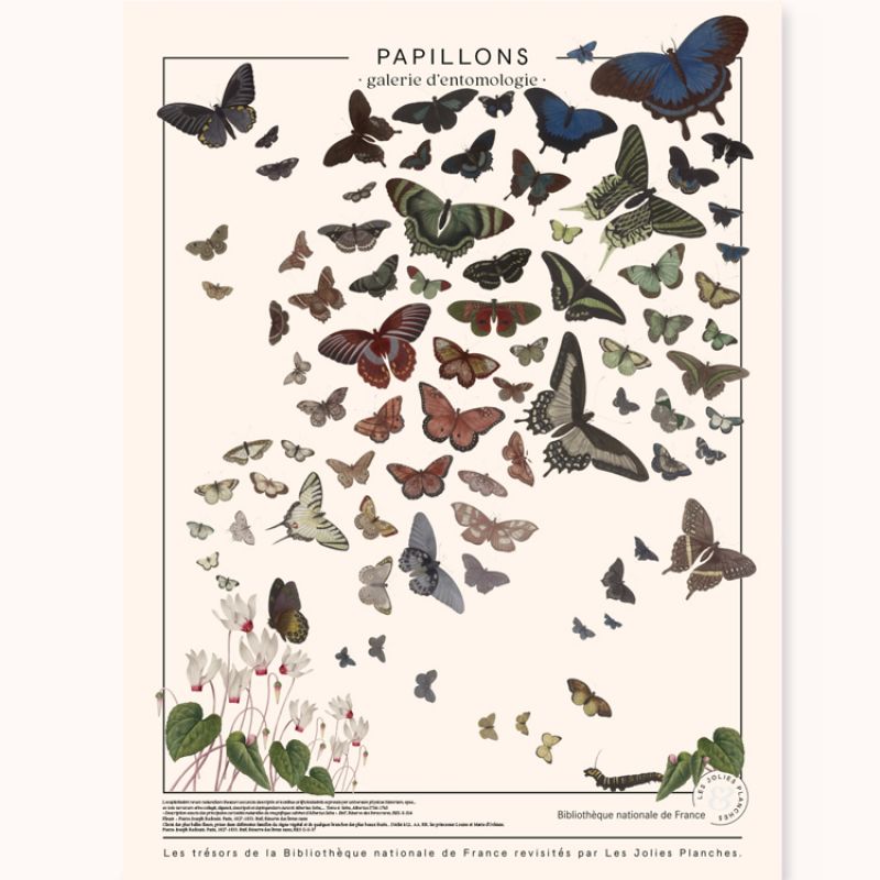 Planche Papillons (60 x 80 cm) les jolies planches