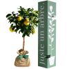 Arbre à offrir Citronnier des 4 Saisons - Chance et prospérité - Juste un Arbre