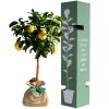 Arbre à offrir Citronnier des 4 Saisons - Chance et prospérité Juste un Arbre Produit 3