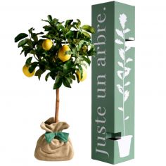 Arbre à offrir Citronnier des 4 Saisons - Chance et prospérité - Juste un Arbre