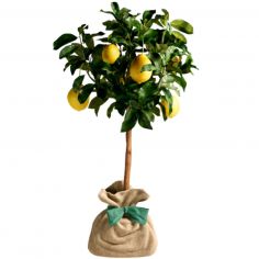 Arbre à offrir Citronnier des 4 Saisons - Chance et prospérité
