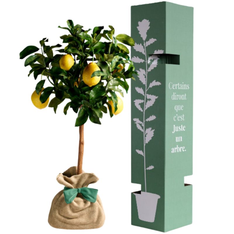 Arbre à offrir Citronnier des 4 Saisons - Chance et prospérité Juste un Arbre Produit 3