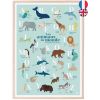 Abécédaire des animaux du monde bilingue fond bleu (A3)  - Papier Curieux