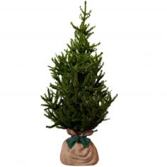 Arbre à offrir Epicea - Endurance, Force et Longévité