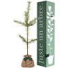 Arbre de naissance Pin Sylvestre - Juste un Arbre