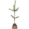 Arbre de naissance Pin Sylvestre  par Juste un Arbre