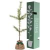 Arbre de naissance Pin Sylvestre  par Juste un Arbre