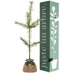 Arbre à offrir Pin Sylvestre - Immortalité et Persévérance  - Juste un Arbre
