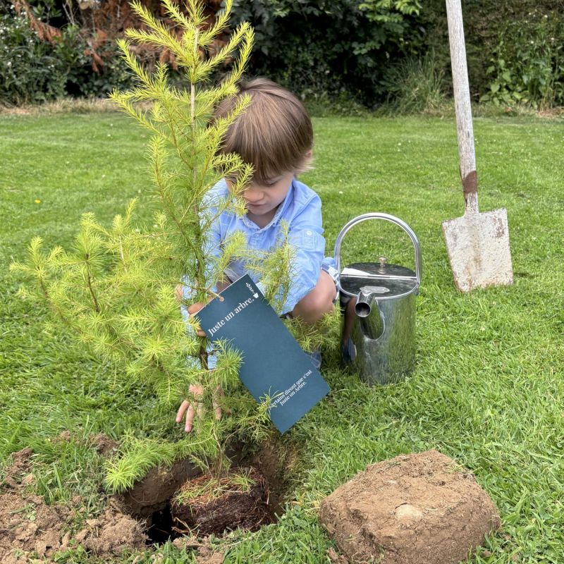 Image d'ambiance de présentation du produit Arbre à offrir Mélèze d'Europe - Résilience et Adaptabilité - Juste un Arbre