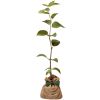 Arbre de naissance Charme commun  par Juste un Arbre