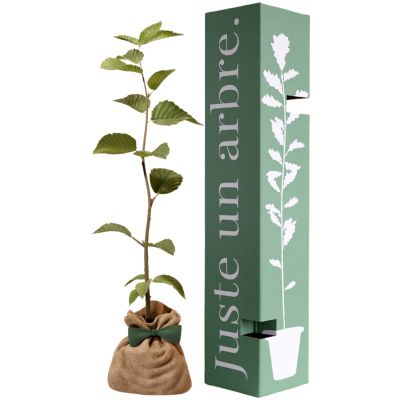 Arbre de naissance Charme commun  par Juste un Arbre