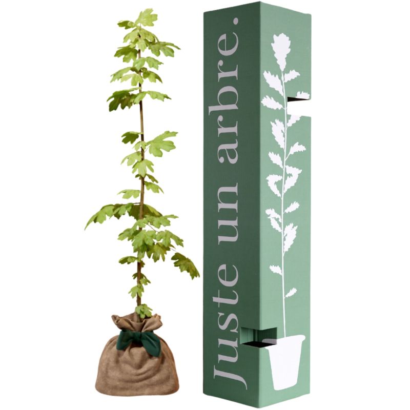 Arbre à offrir Erable Champêtre - Indépendance et Libre pensée Juste un Arbre