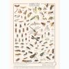 Planche Insectes (60 x 80 cm) - Les jolies planches
