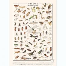 Planche Insectes (60 x 80 cm)  par les jolies planches