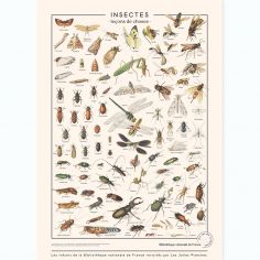 Planche Insectes (60 x 80 cm)