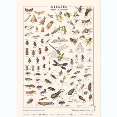 Planche Insectes (60 x 80 cm)