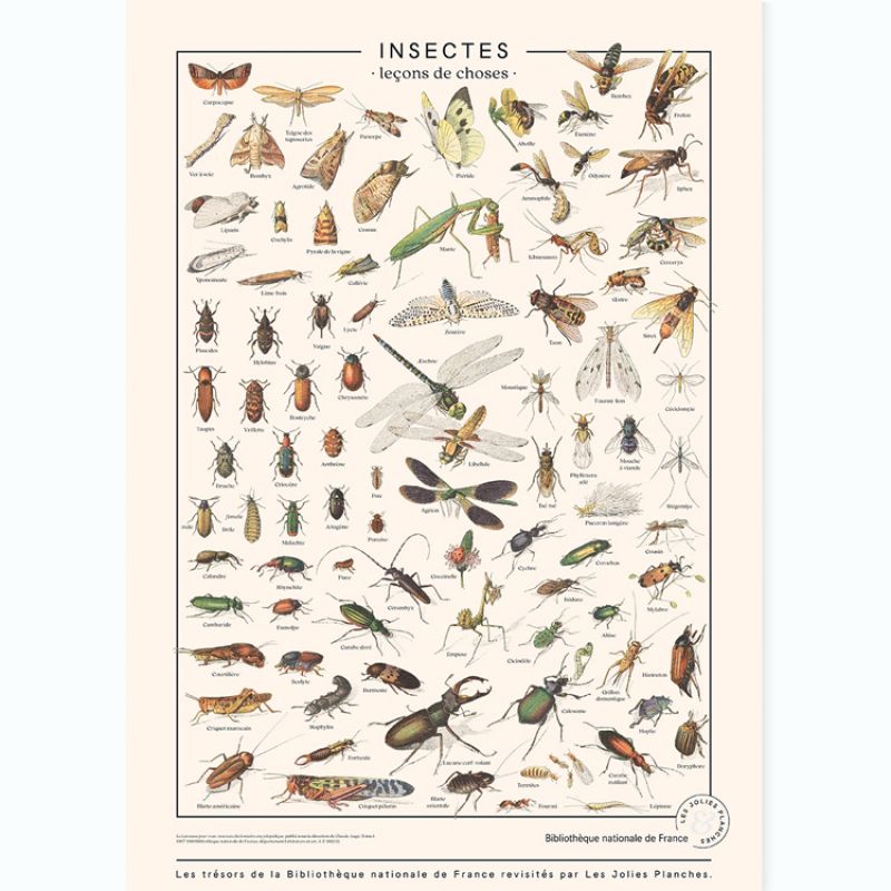 Planche Insectes (60 x 80 cm) les jolies planches