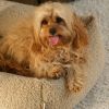 Lit douillet pour animaux M Biscuit Wigiwama Ambiance 4