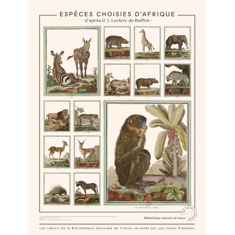 Planche Animaux de Buffons - espèces choisies d'Afrique (60 x 80 cm) les jolies planches