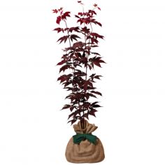 Arbre à offrir Erable du Japon - Sérénité et Transformation