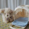 Peluche Chien et sa caisse Konges Sløjd Ambiance 3