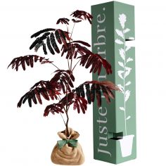 Arbre à offrir Arbre à soie pourpre - Joie et équilibre - Juste un Arbre