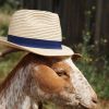 Chapeau de paille Féodora marron et noir (2-5 ans)  par Liewood