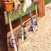 Maxi trottinette Blue Banwood Ambiance 3