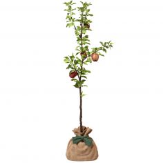 Arbre à offrir Pommier Reine des Reinettes - Fertilité et Prospérité