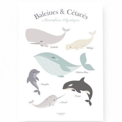 Affiche A3 Baleine et cétacés  par Lutin Petit Pois