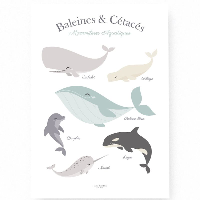 Affiche A3 Baleine et cétacés Lutin Petit Pois