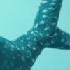 Peluche Requin-baleine Gobfrey (40 cm) Jellycat Ambiance 6