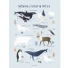 Affiche Animaux des Pôles Nord et Sud (30 x 40 cm) - Lilipinso