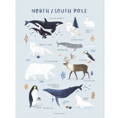 Affiche Animaux des Pôles Nord et Sud (30 x 40 cm)