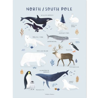 Lilipinso - Affiche Animaux des Pôles Nord et Sud (30 x 40 cm)