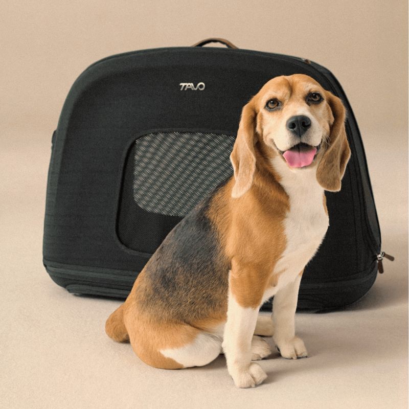 Caisse de transport pour animaux de compagnie CRISPIN S ONYX (jusqu'à 22,7 kg) Tavo Ambiance 1
