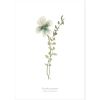 Lot de 4 affiches Botanical flowers  par Lilipinso