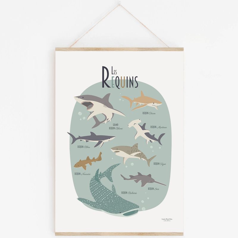 Affiche A3 Les requins avec support Lutin Petit Pois