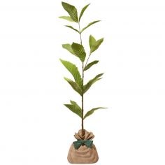 Arbre à offrir Châtaigner Commun - Résilience et Générosité