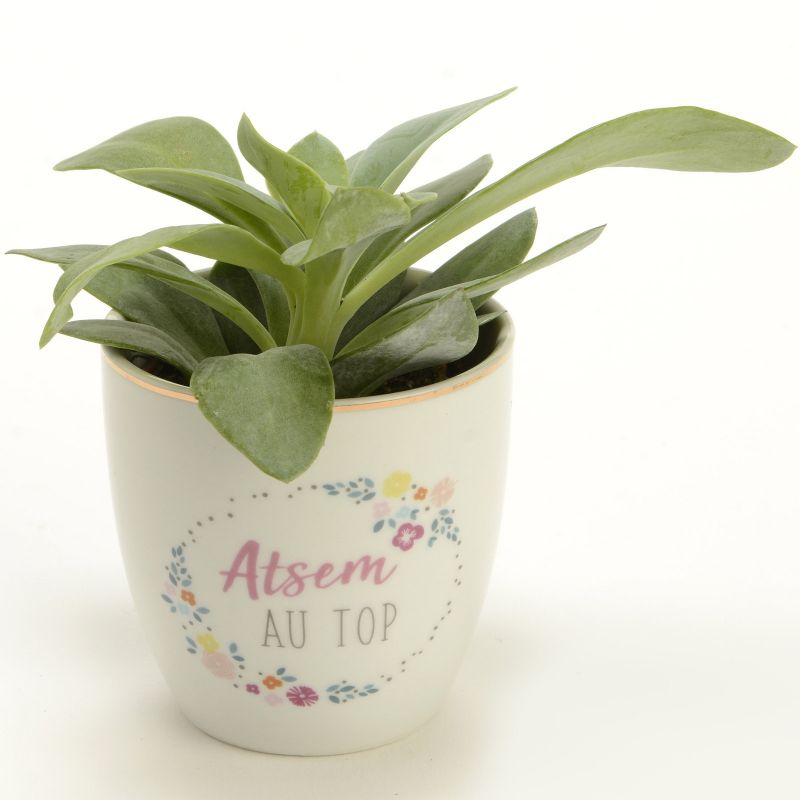 Mini pot Atsem au top (7 cm) Amadeus Les Petits