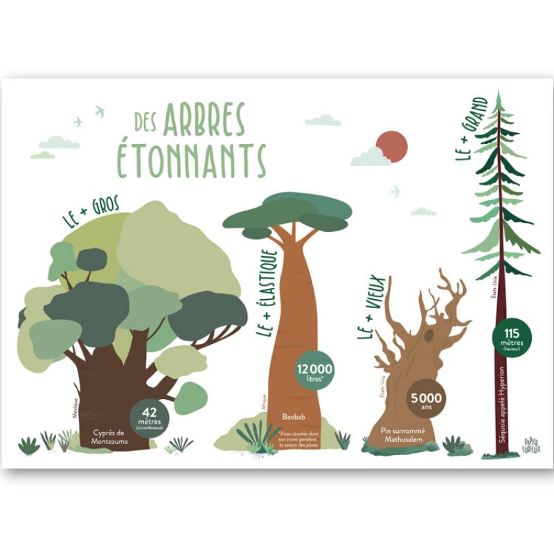 Affiche Des arbres étonnants (A3) Papier curieux