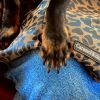 Sac de transport Animaux Camel Leopard Caramel & Cie Ambiance 5