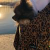 Sac de transport Animaux Camel Leopard Caramel & Cie Ambiance 6