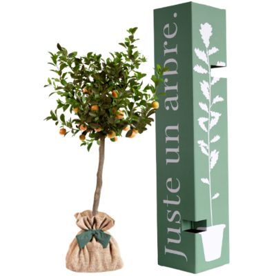 Arbre à offrir Calamondin - Joie et Vitalité Juste un Arbre