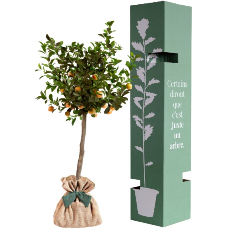 Arbre à offrir Calamondin - Joie et Vitalité Juste un Arbre Produit 3