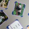 Cartes Flash Animaux (40 cartes photos et mots) Observe Édition Ambiance 8