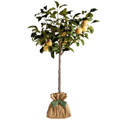 Arbre à offrir Prunier Reine Claude Dorée - Douceur et Générosité