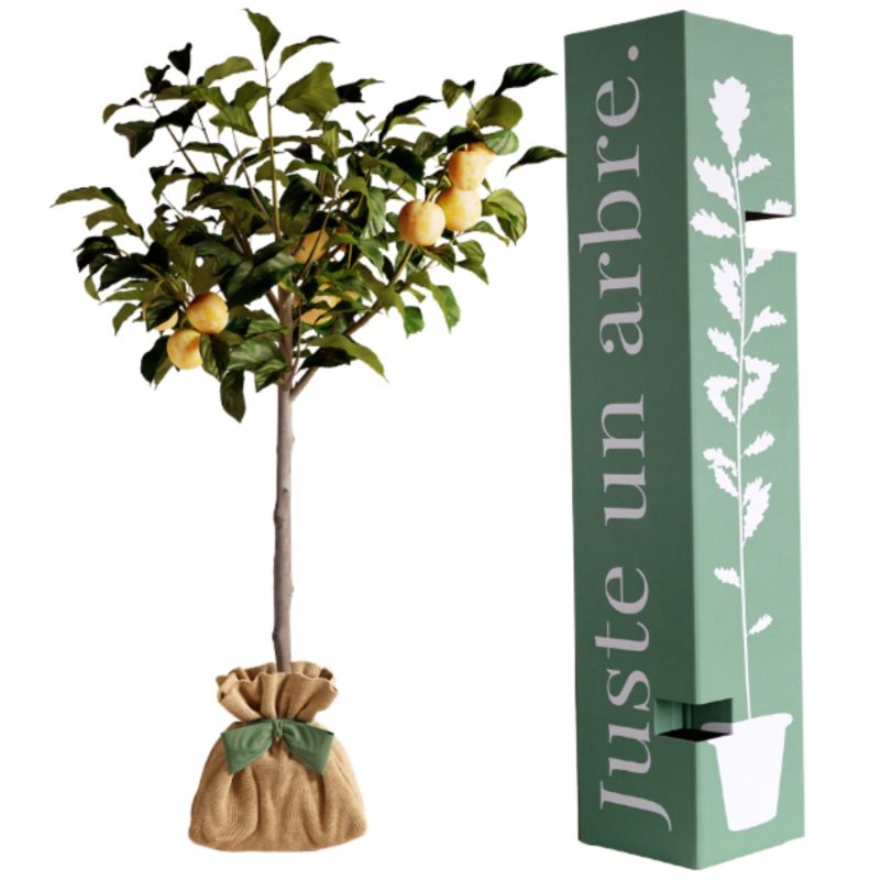 Arbre à offrir Prunier Reine Claude Dorée - Douceur et Générosité Juste un Arbre Produit 1